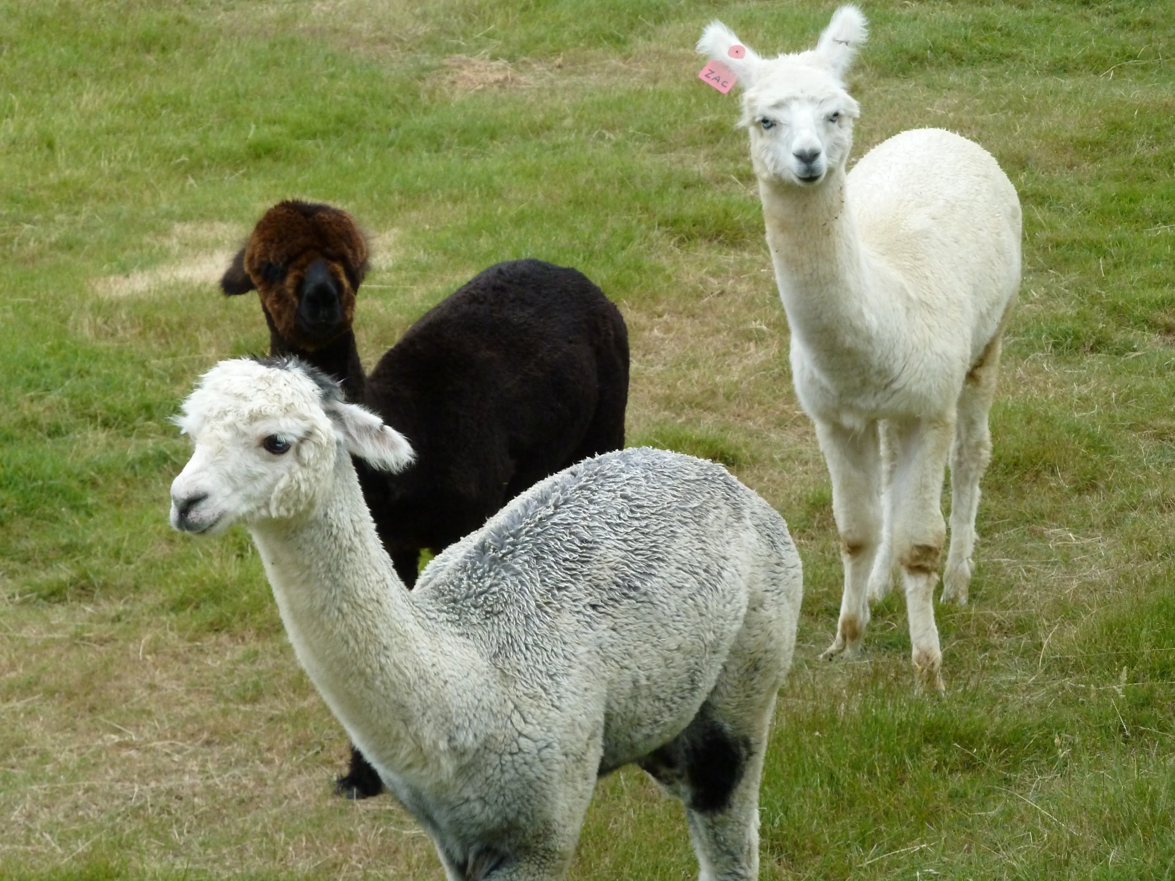 Three alpacas (two white and one brown) standing on the grass at Creswick Woollen Mills, Creswick