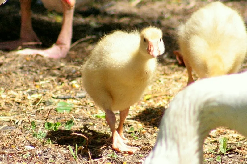 Duckling at Lavendula Swiss Italian Farm, Daylesford.