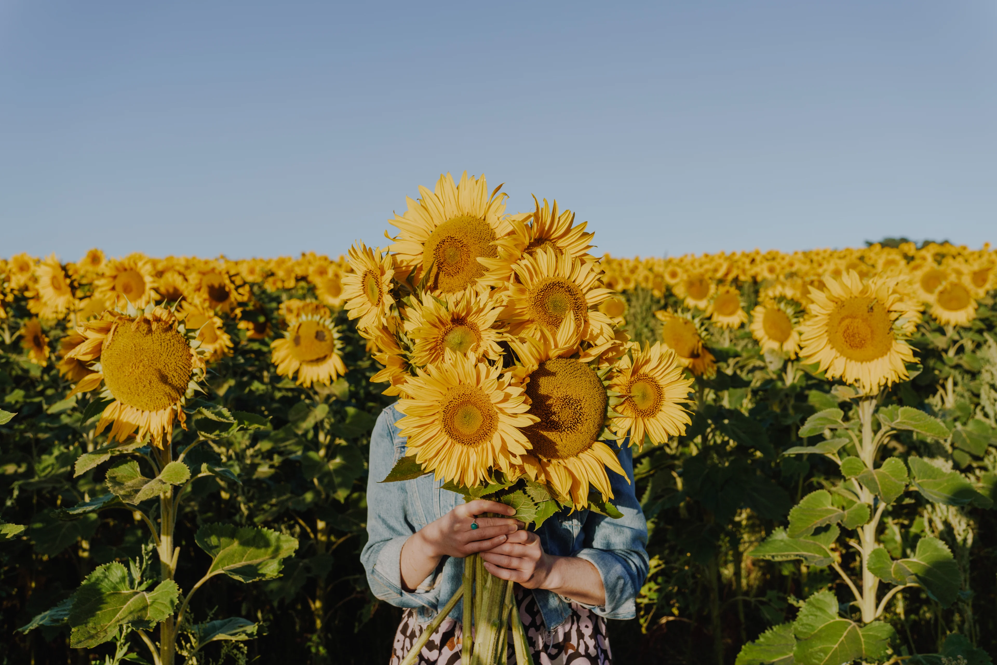 Sunflower fields at Pick Your Own Sunflowers, Dunnstown near Ballarat