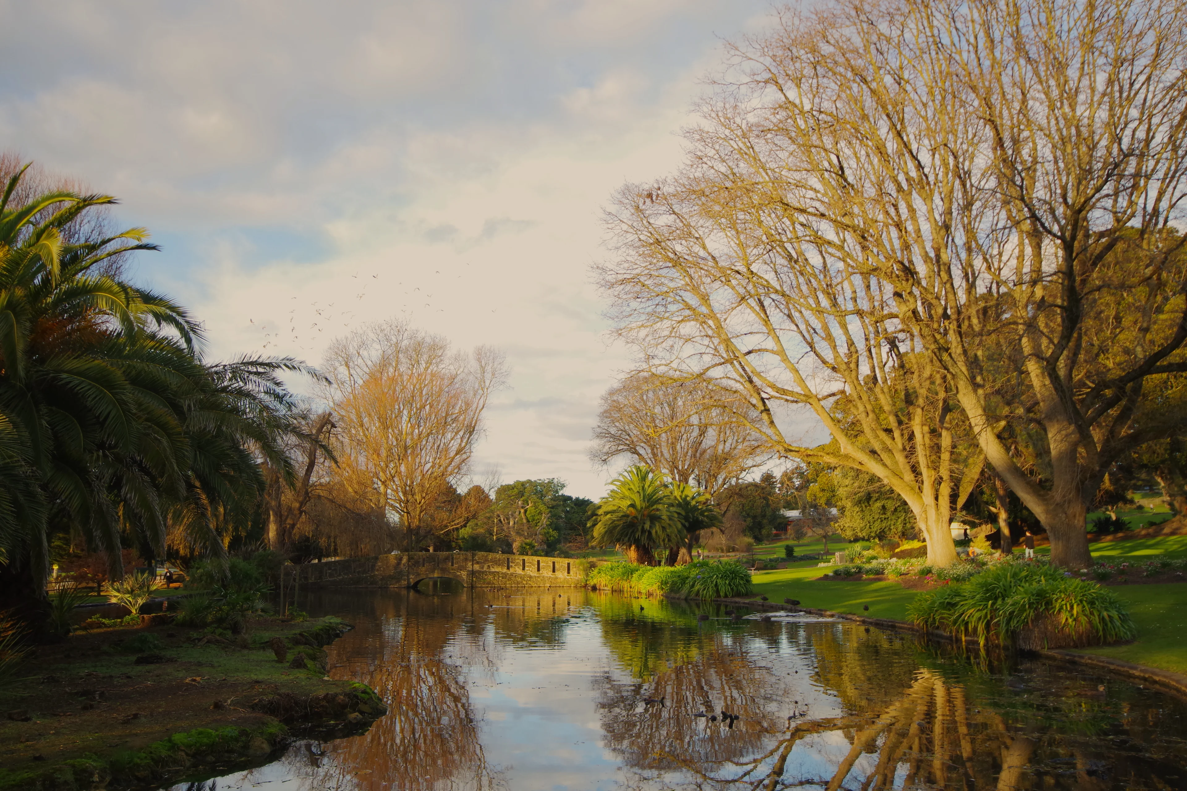 Pond and bridge with a flock of birds in flight. Warrnambool Botanic Gardens, Warrnambool, Victoria.