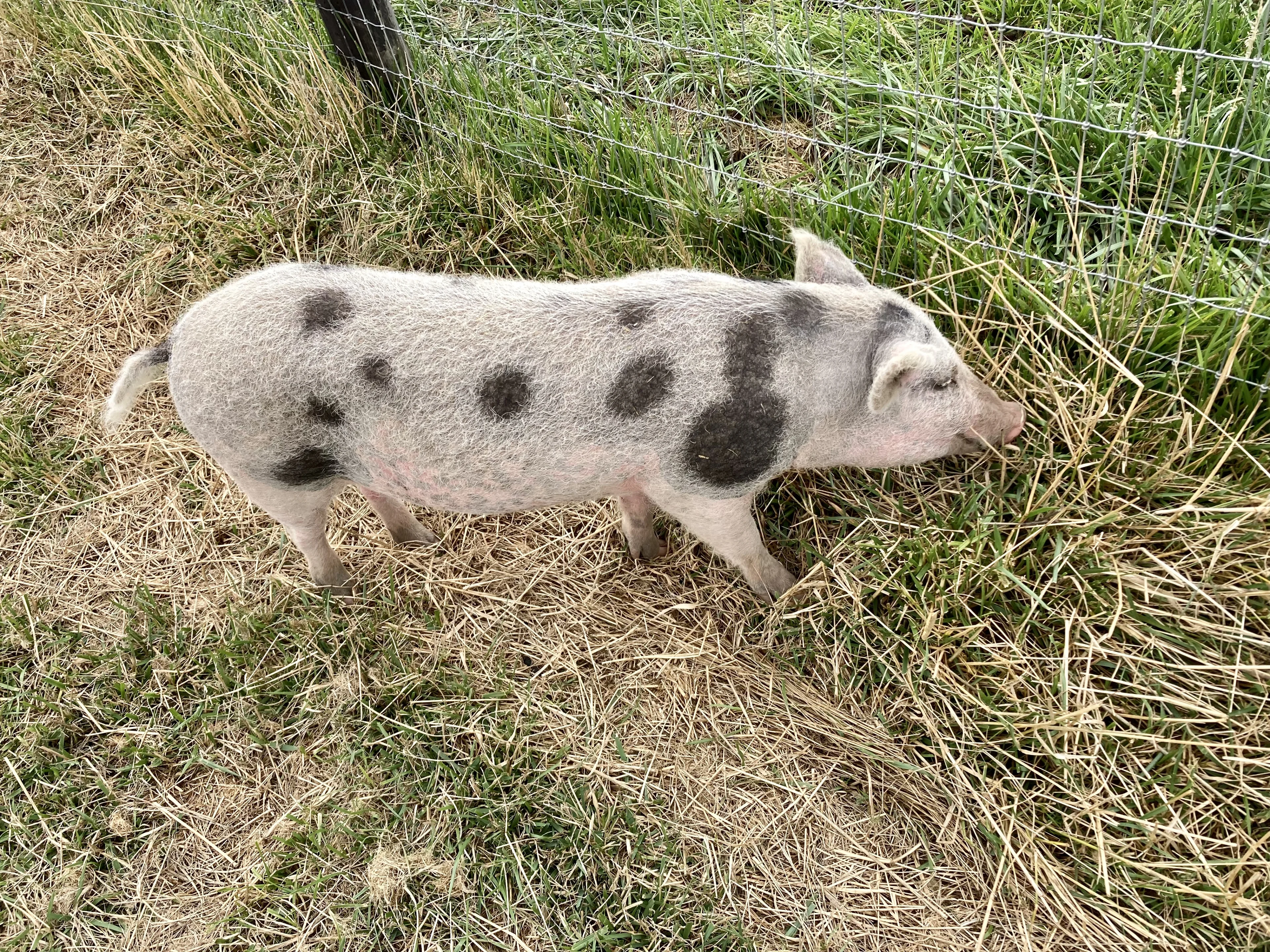 Pig foraging for food at Edgar's Mission, Lancefield