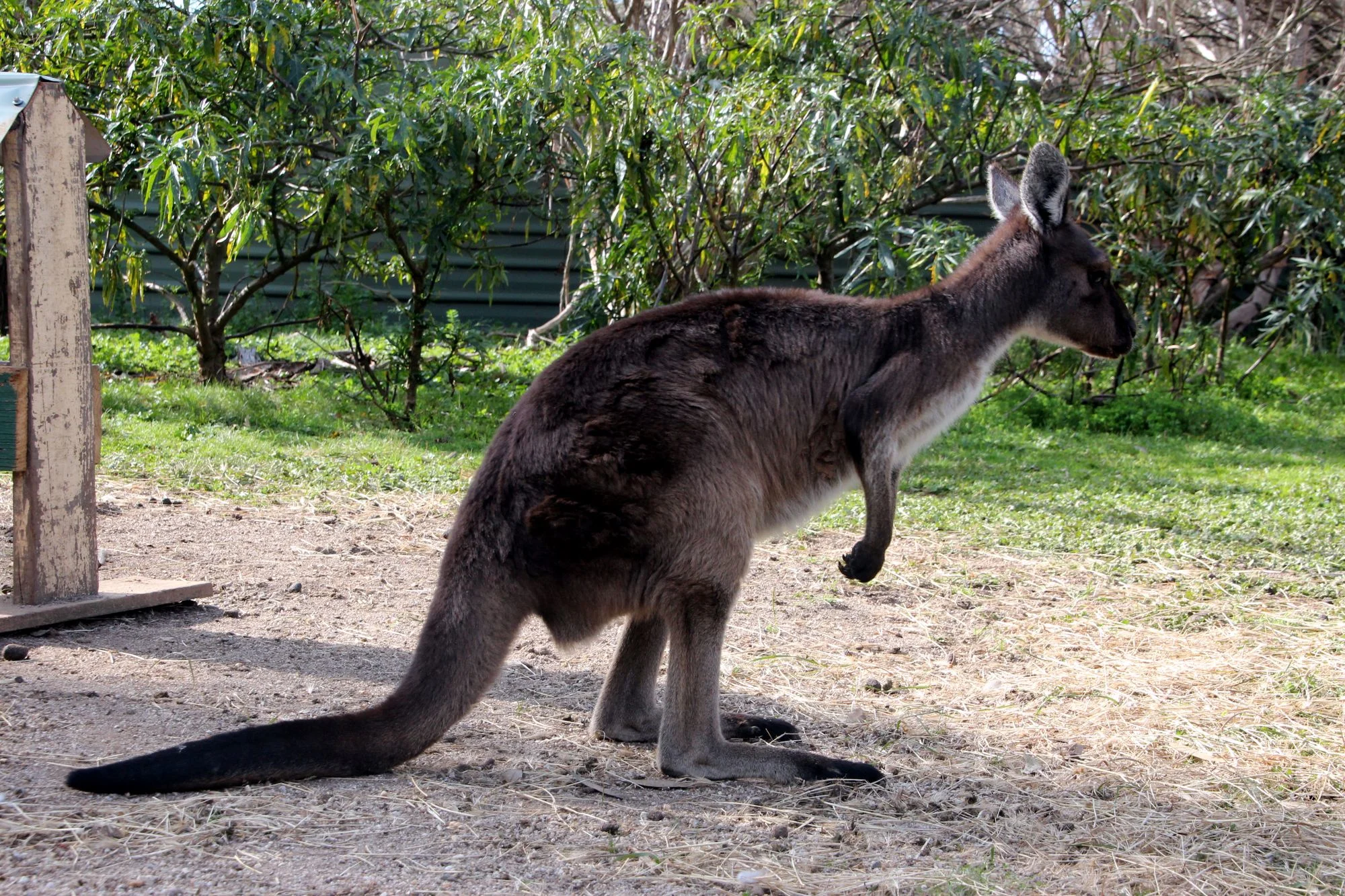Kangaroo at Kyabram Fauna Park, Echuca