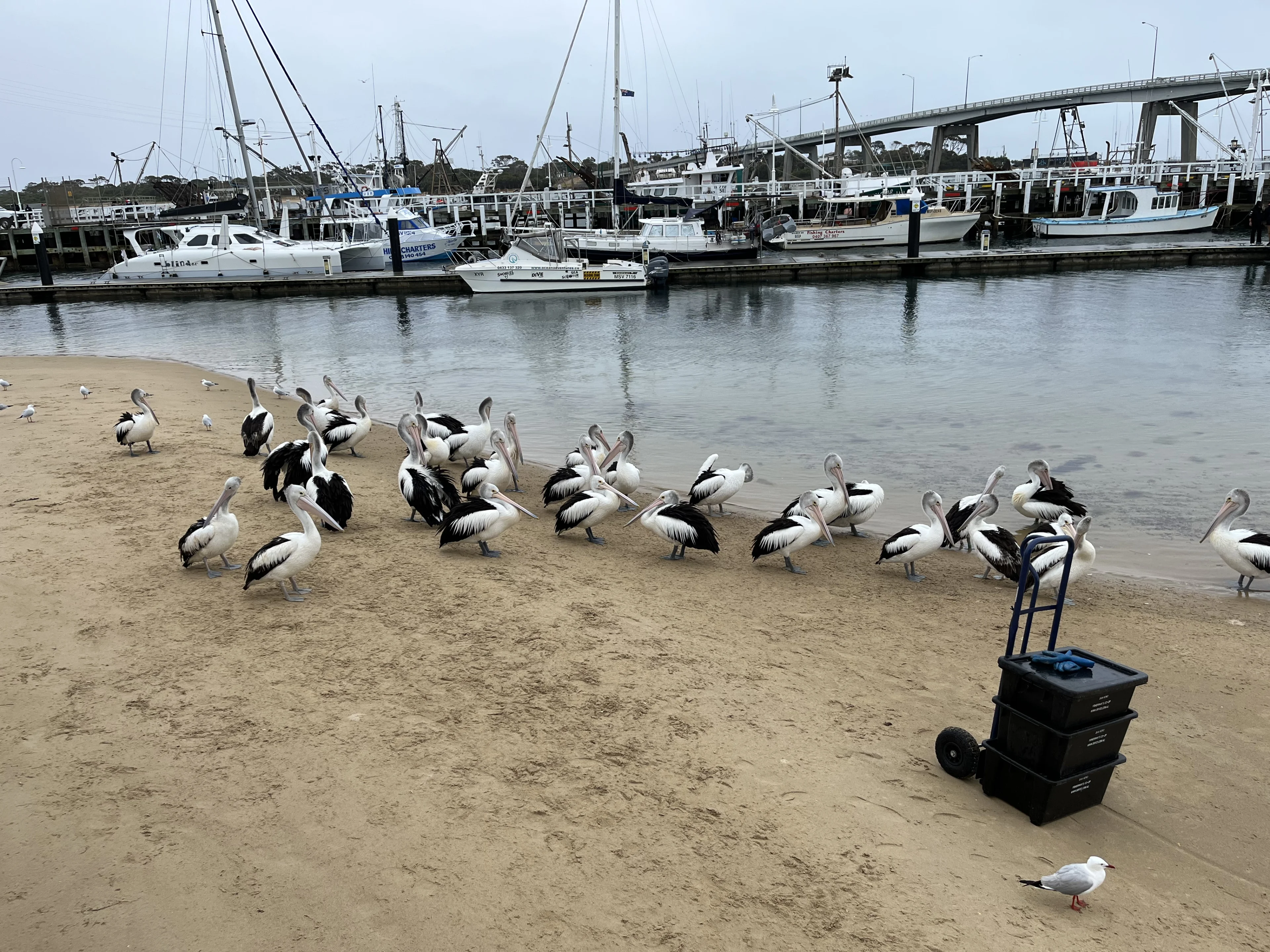 Pelicans at the daily feed and health check at San Remo beach. San Remo, Victoria.