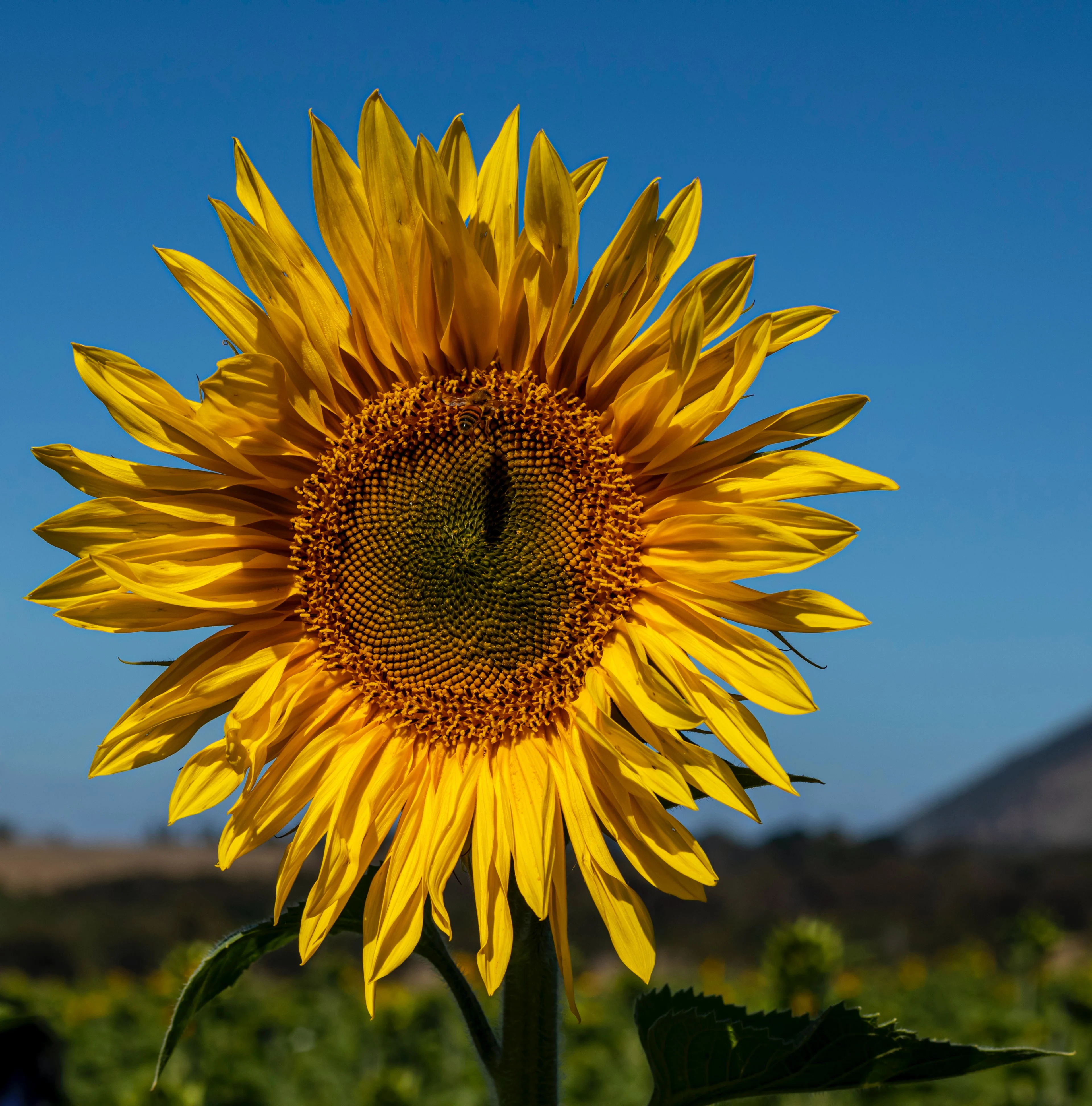 Sunflower at Pick Your Own Sunflowers, Dunnstown near Ballarat