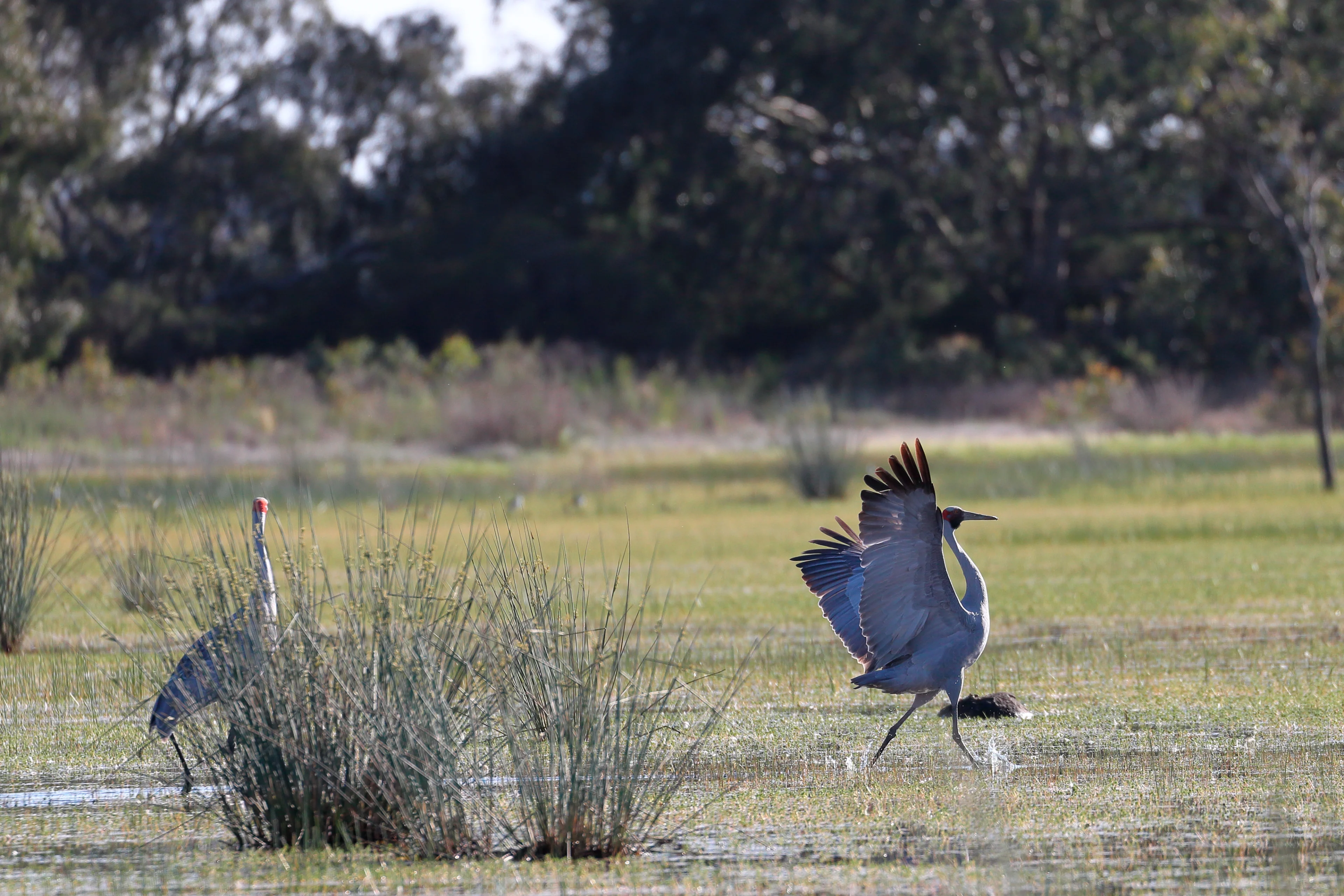 Brolgas at Mullawallah Wetlands - Winter Swamp - Ballarat