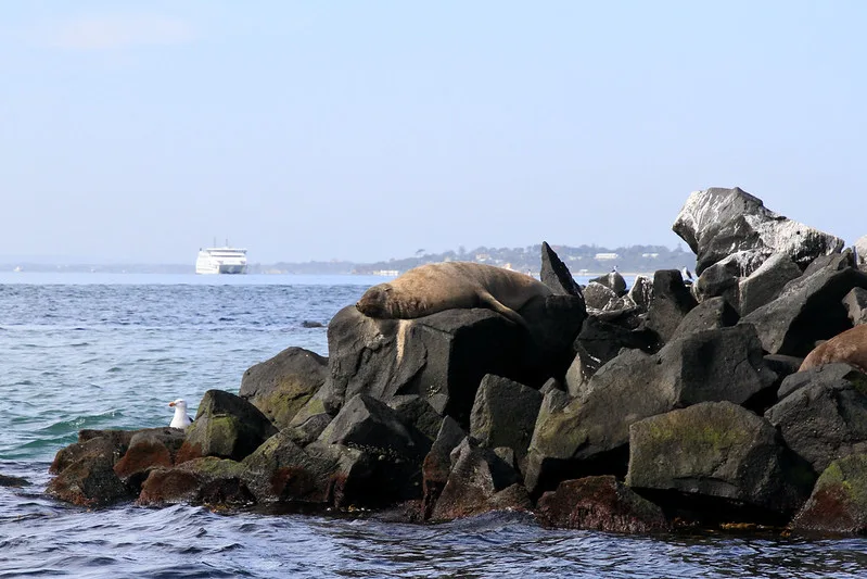 Seals on rocks at Popes Eye, Mornington Peninsula from Moonraker Dolphin Cruises. 