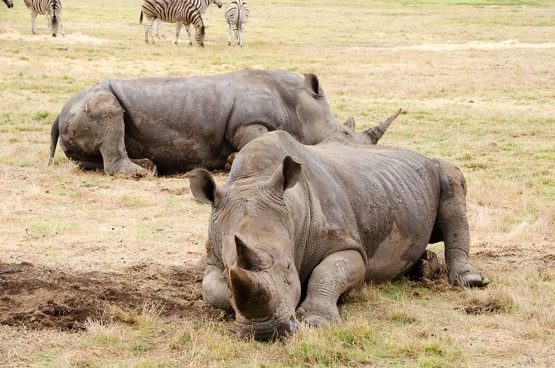 Rhinos resting at Werribee Open Range Zoo. 