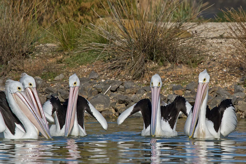 Group of 5 pelicans on a lake