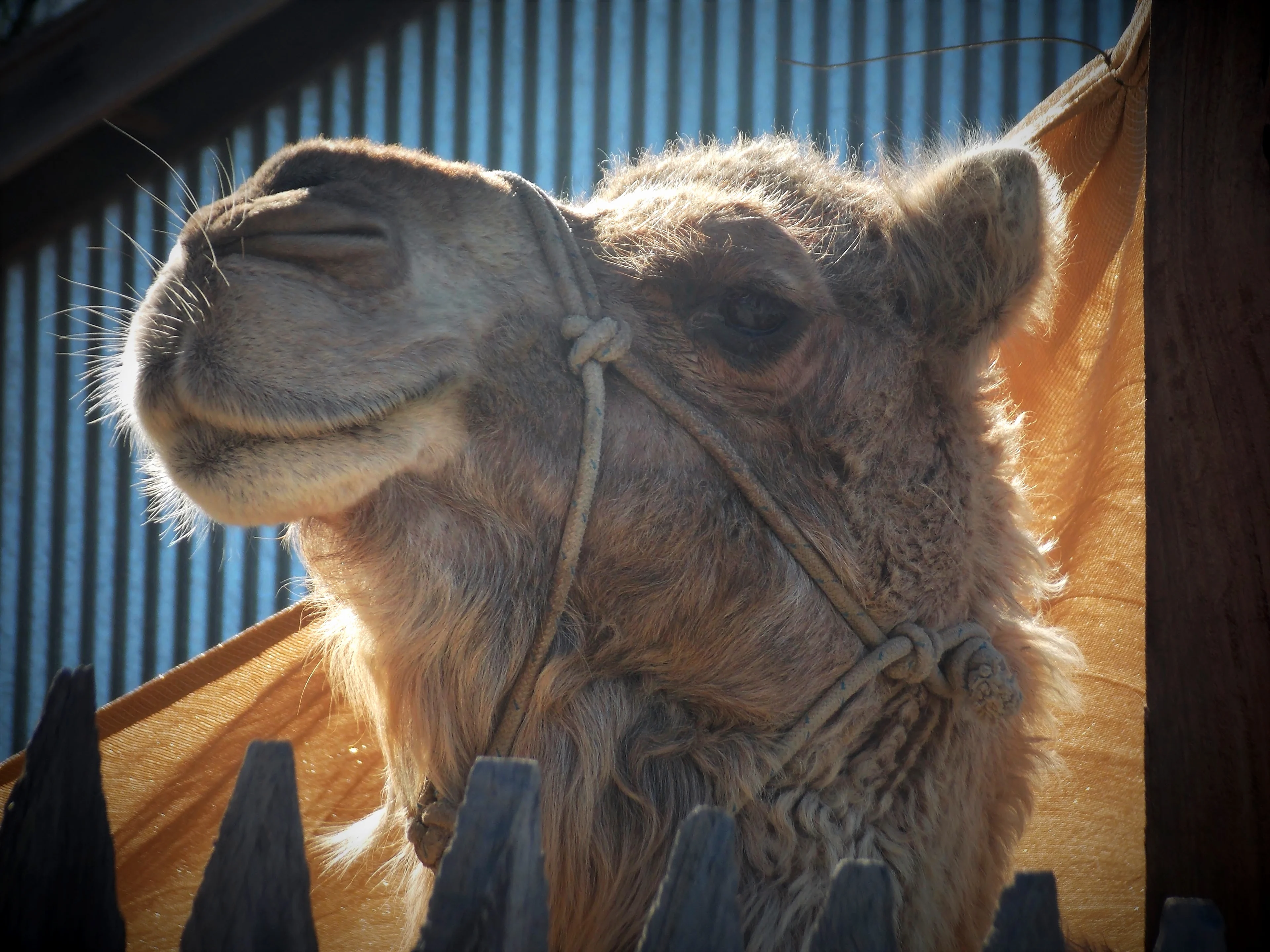 Camel at Billabong Ranch, Echuca
