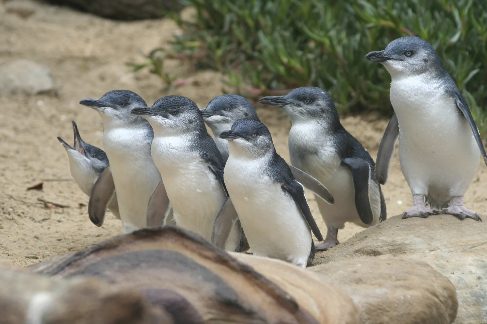Six penguins standing near a rock