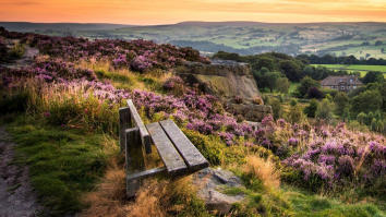 Blooming heather and a bench on a hill in Norland, Halifax, West Yorkshire.
