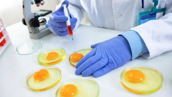 Food scientist expecting chicken eggs for quality control