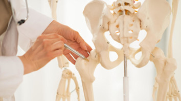 Anatomy student pointing on human skeleton anatomical model