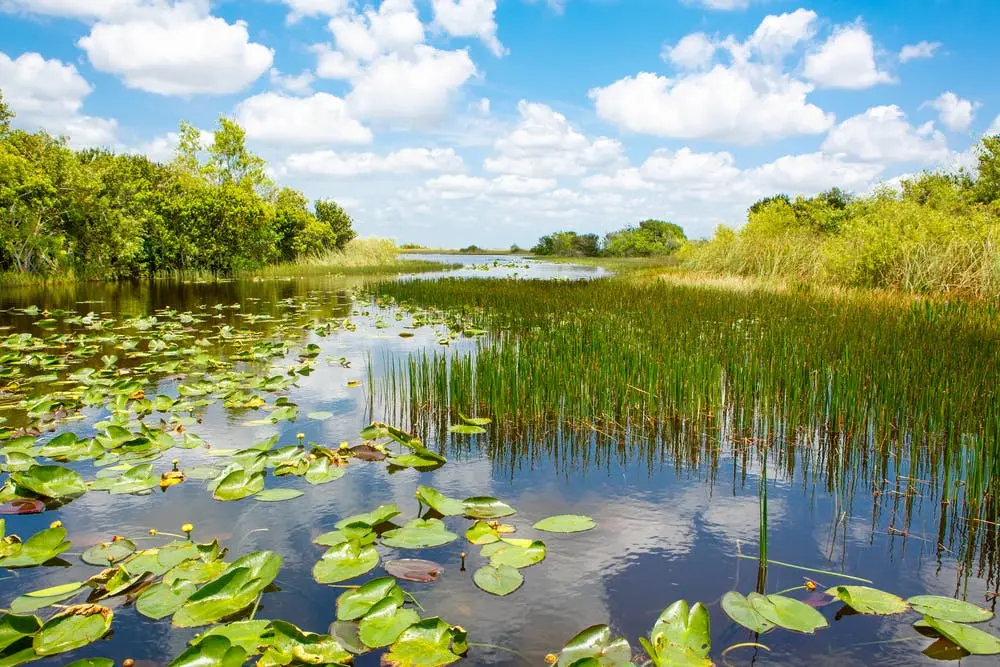 A view of Everglades National Park
