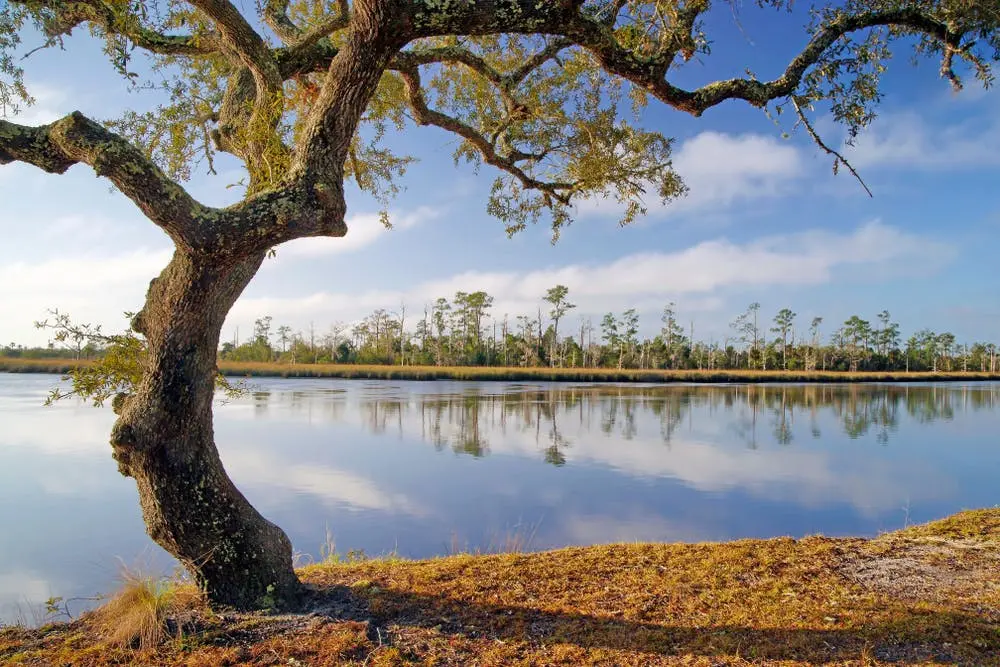 Ochlockonee River State Park