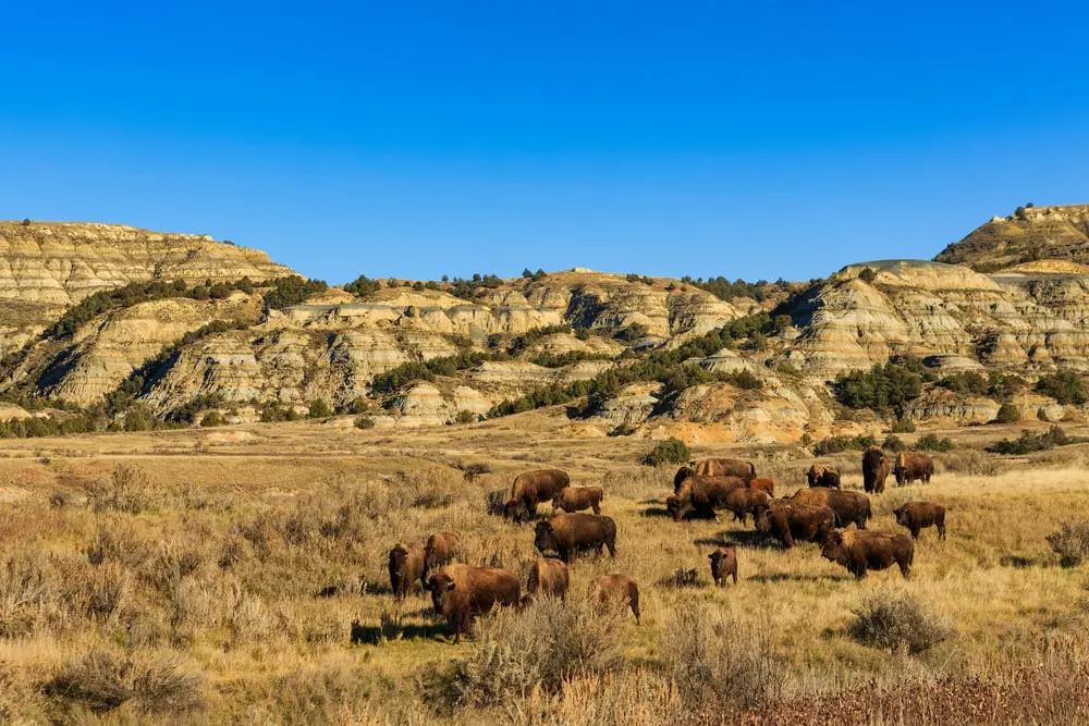 A view of Theodore Roosevelt National Park