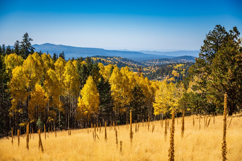 Apache-Sitgreaves National Forest