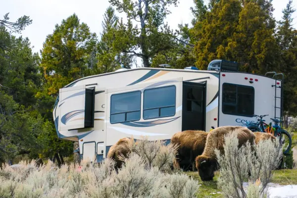 RV Resorts & Campsites in Yellowstone National Park 