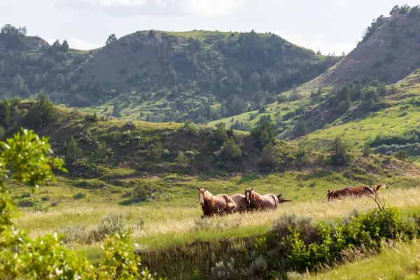 How to get to Theodore Roosevelt National Park
