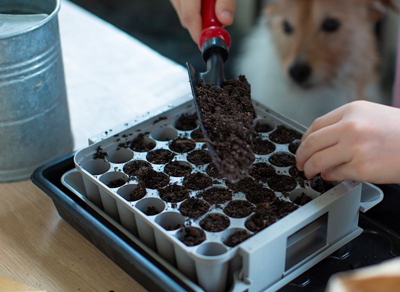 Händer med rödskaftad spade fyller grå odlingsbrätte med jord, hund skymtar i bakgrunden