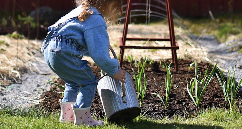 Litet barn i blått och jeans vattnar nyplanterade gröna skott med plåthink i trädgård.