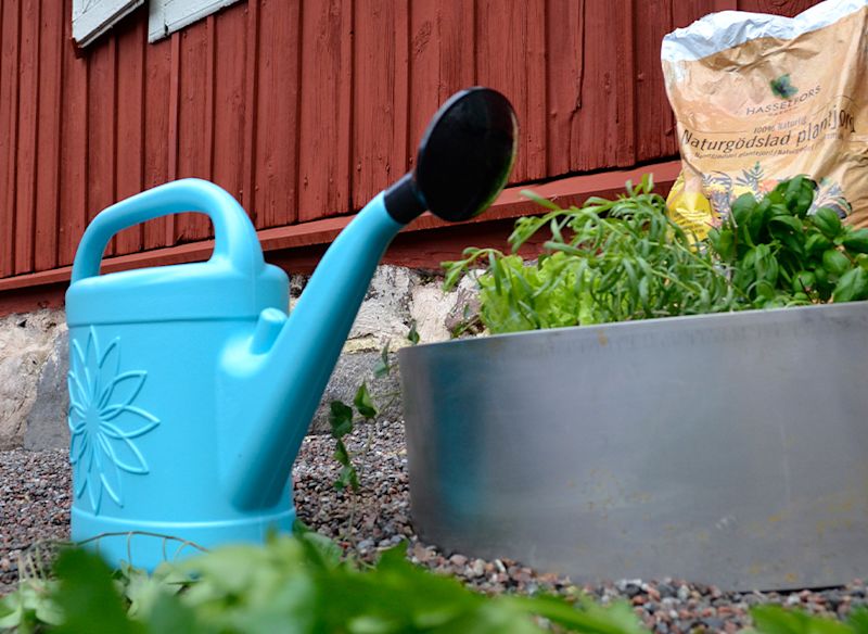 Ljusblå vattenkanna vid plåthink med gröna örter framför röd träfasad och gödselpåse