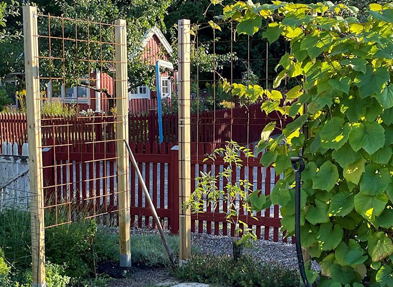 Två ljusa trästolpar med galler för klängrankor framför rött trästaket i grönskande trädgård