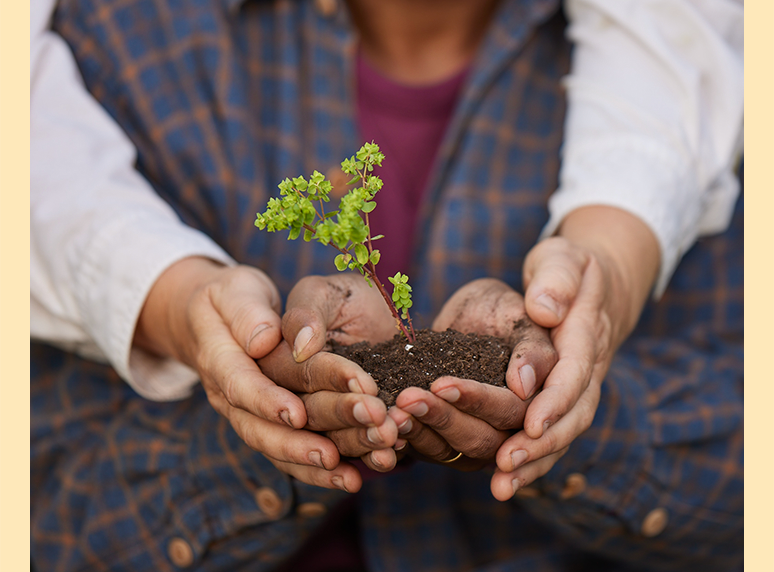 Hands holding a growing plant