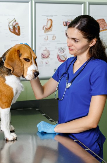 Pet care professional with dog