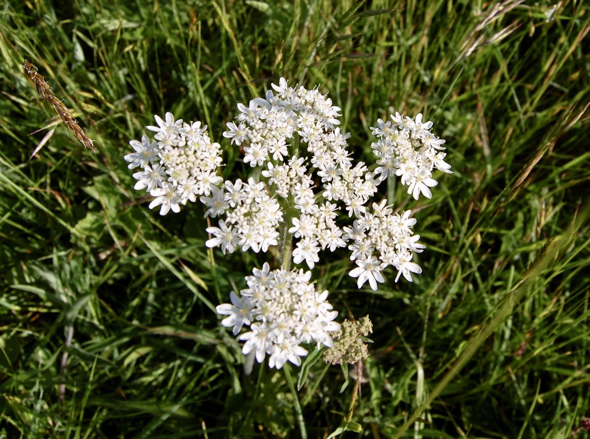 Sutton Lane Meadows May 2023 No 23