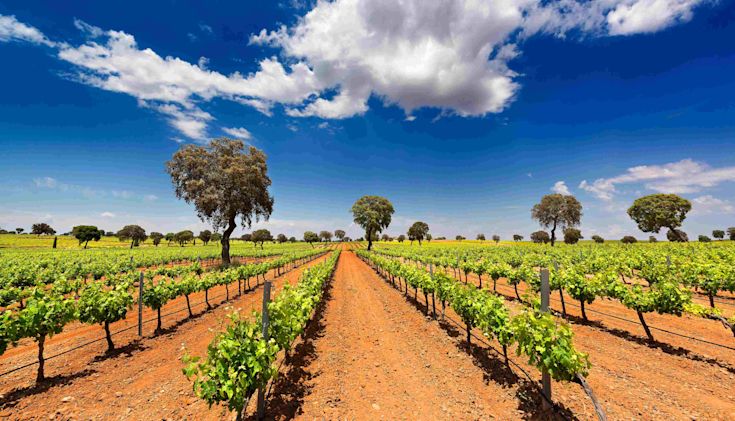Spanish vineyard with vines in widely spaced straight rows. Very red soils and blue sky.