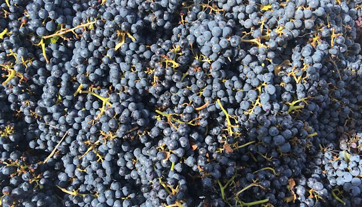 Bunches of Malbec grapes