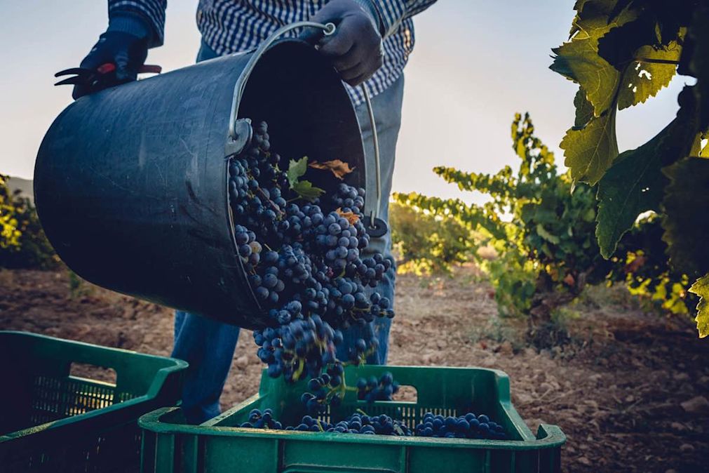 Workers harvesting grapes