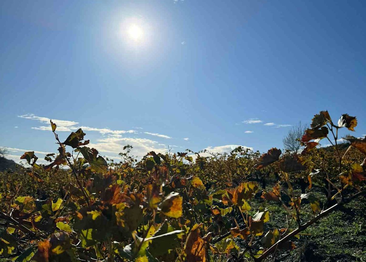The December sun shining high above the vines