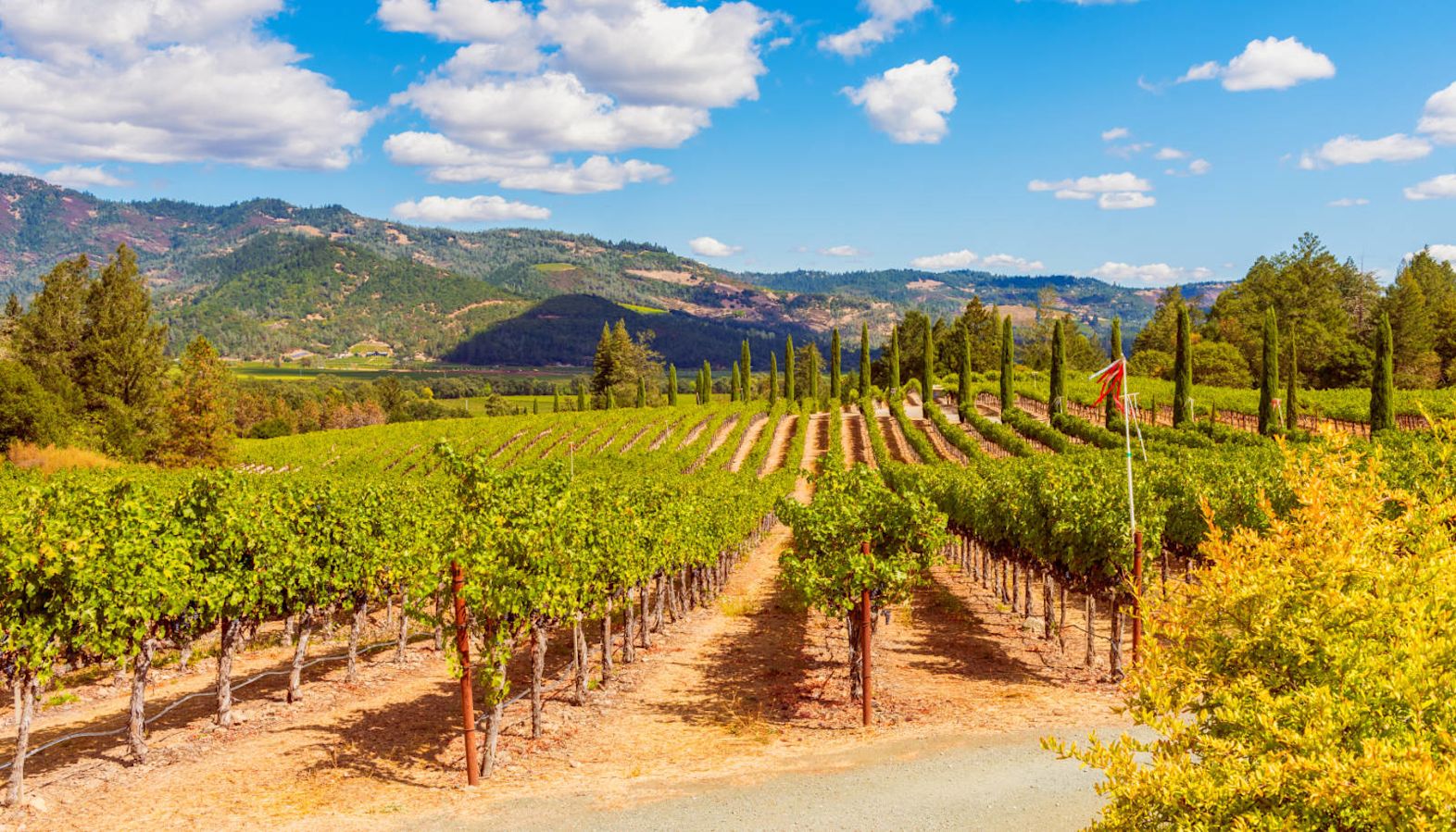 A vineyard in California with mountains in the background - new world wine
