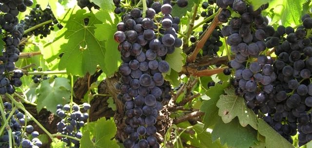 Close up of Shiraz grapes hanging on the vine