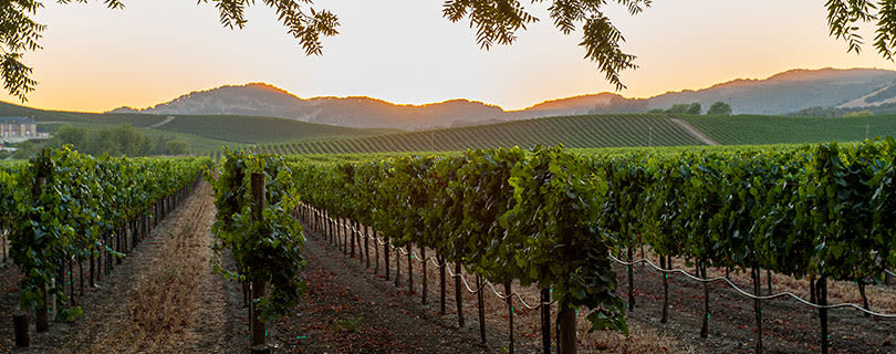 Vineyard in Napa Valley, California at sunset - wine regions