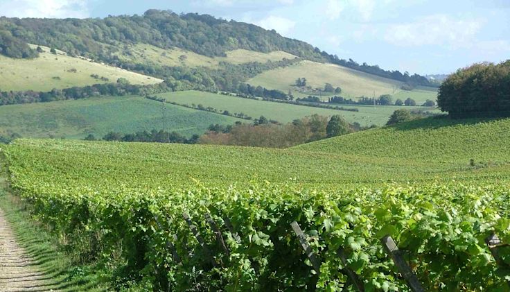 Rolling English hillside with vines in the foreground