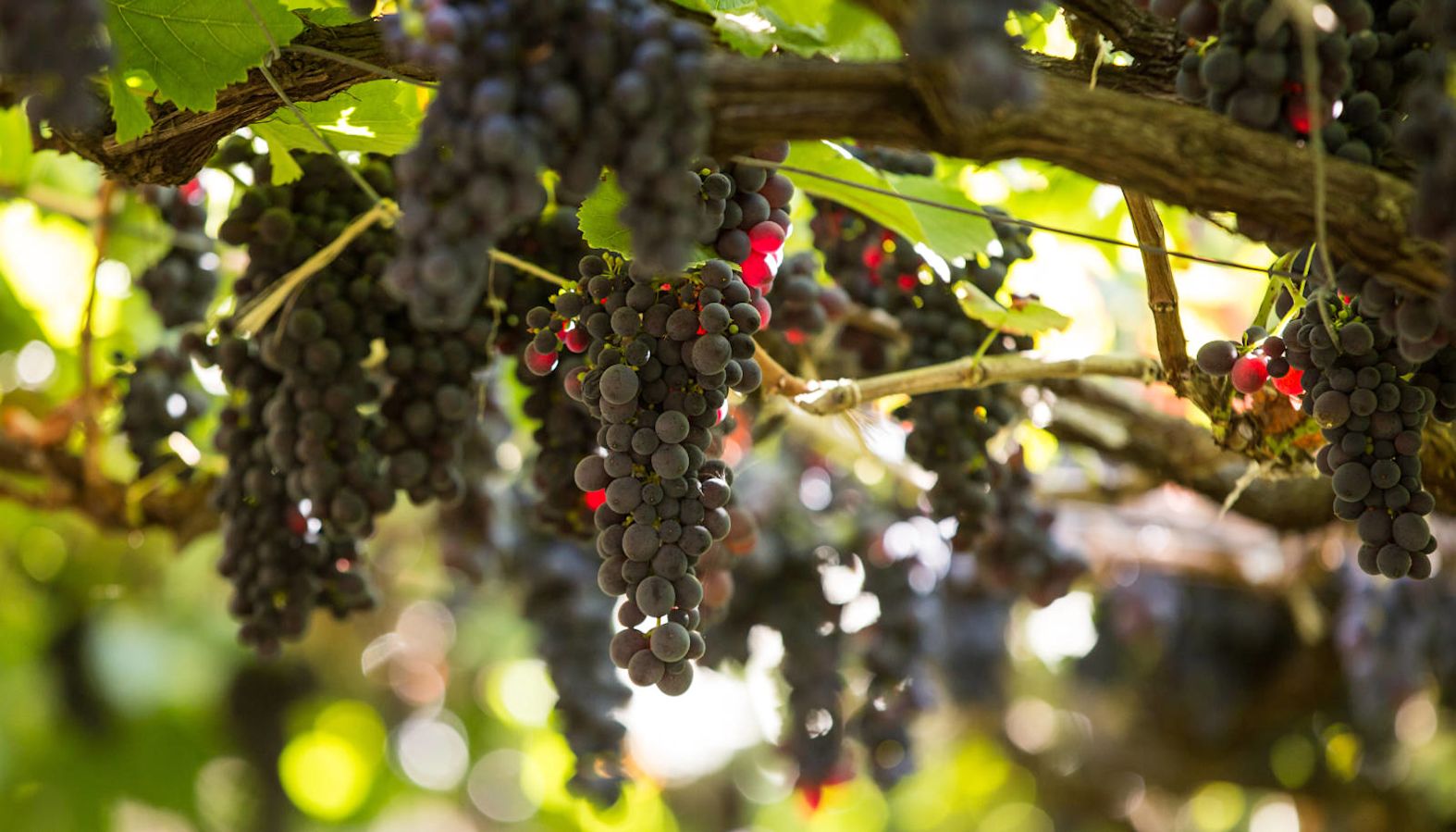 Madeira wine - Tinta Negra grapes hanging on a vine