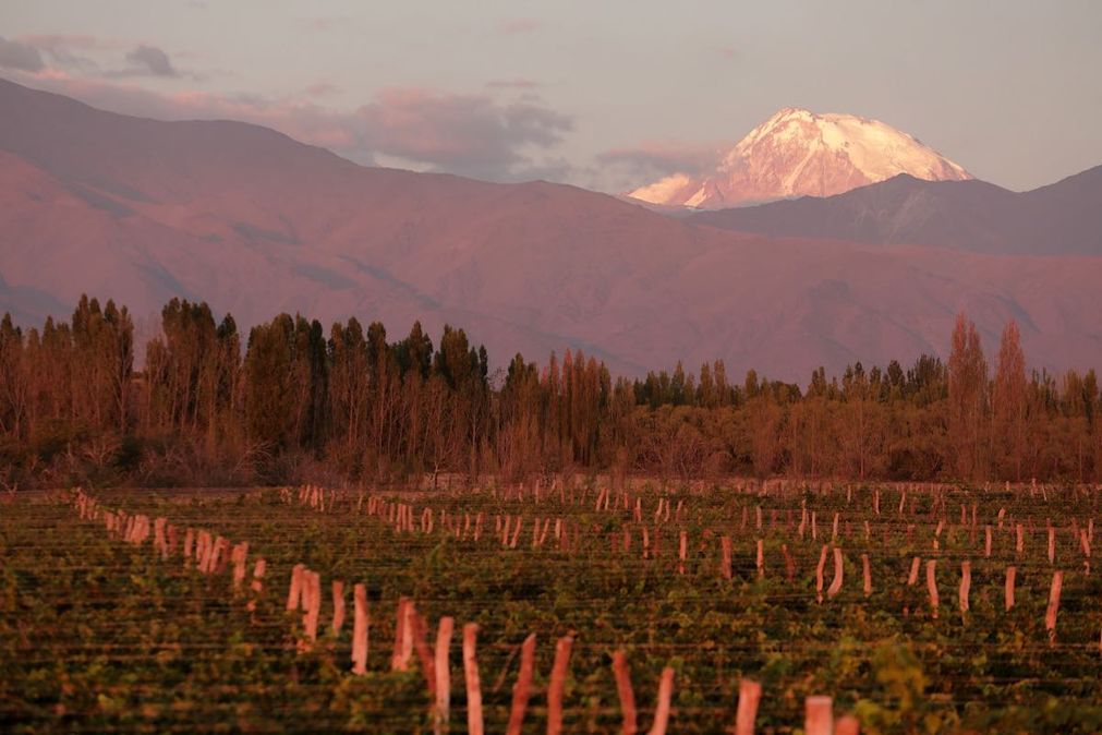 An image of a vineyard in Mendoza, Argentina underneath mountains