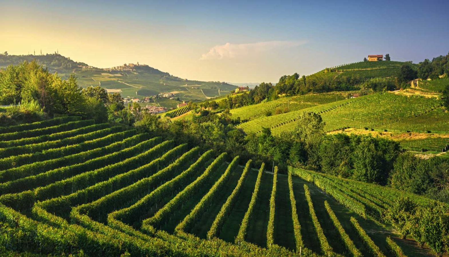 Italian wine regions - a steep, hilly vineyard in Piedmont