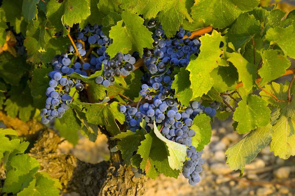 Tempranillo grapes on vine in Rioja