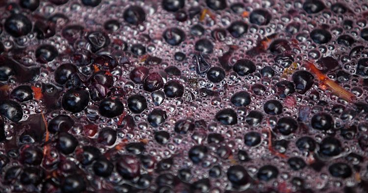 A close up of red grapes fermenting and bubbling