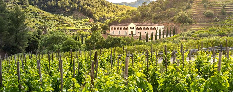 A vineyard in Priorat, Spain, during the day - Spanish red wines