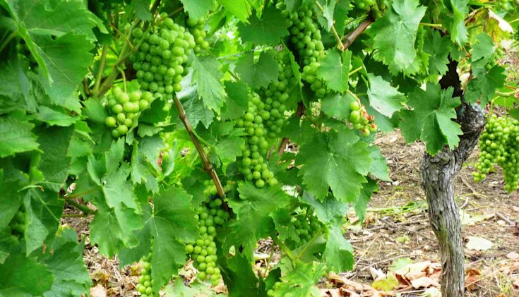 Muscat grapes in Alsace
