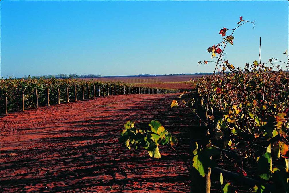 An image of an Australian vineyard - blue skies and red soils