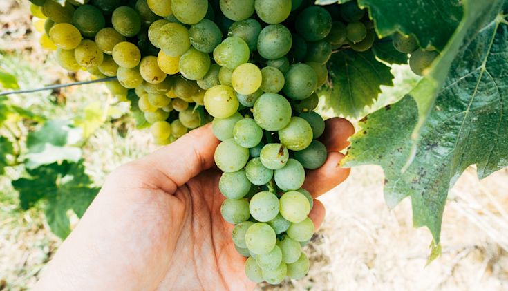 Person holding Chardonnay grapes in their hand