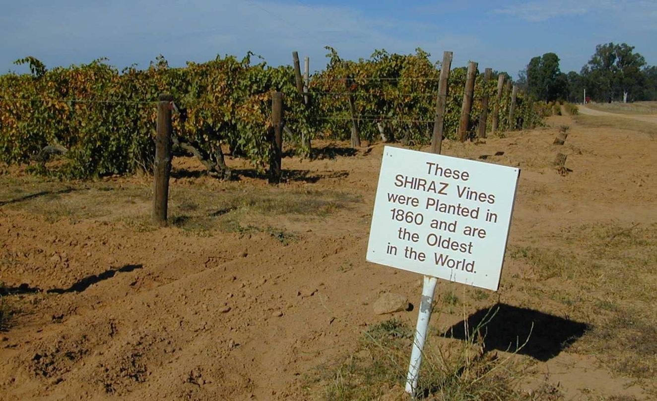 A sign in a vineyard that reads These Shiraz vines were planted in 1860 and are the oldest in the world.