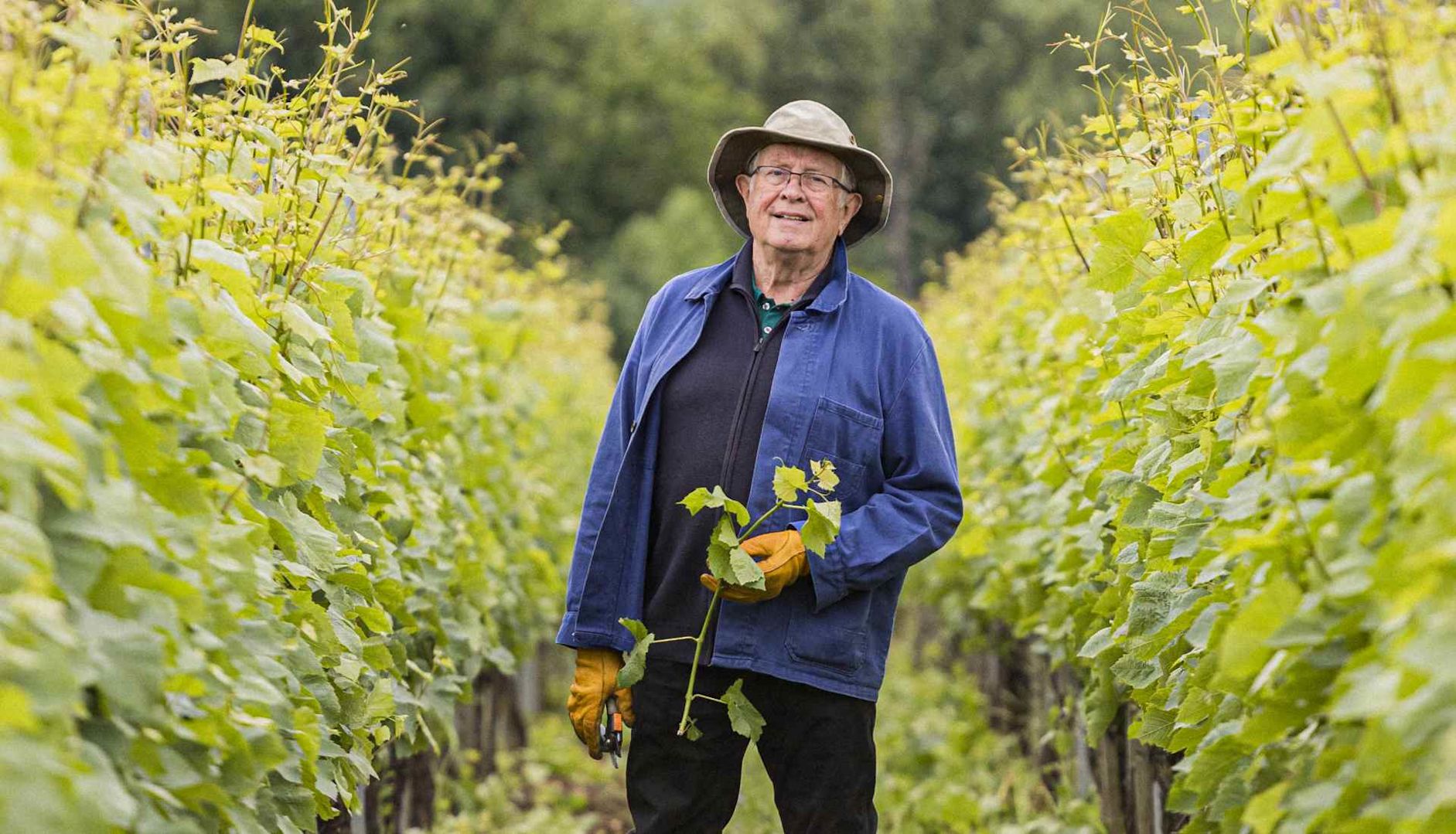 Tony Laithwaite, founder of Laithwaites, harvesting grapes at Windsor Great Park Vineyard