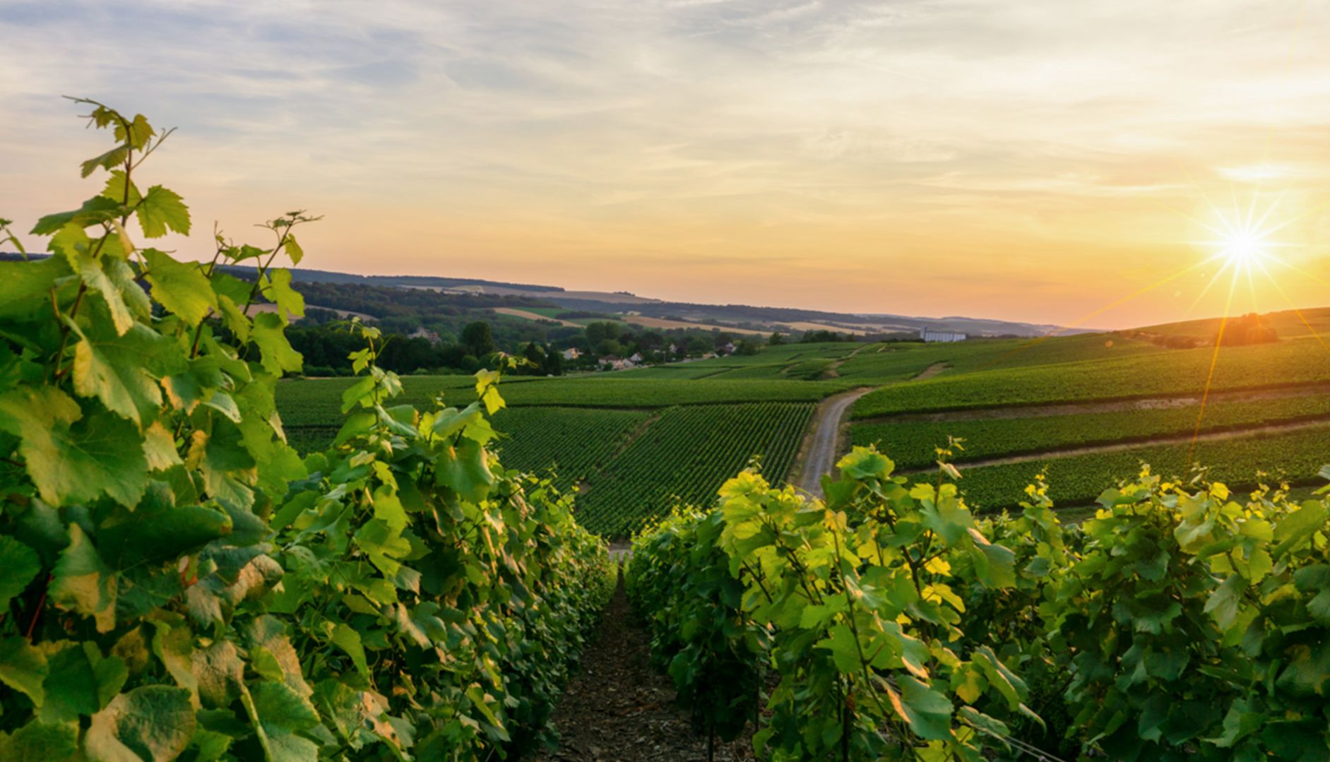 Landscape view of a sunset above wine vineyards in Champagne